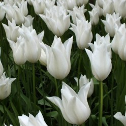 Тюльпан Ballade White (x5) ,размер 10/11